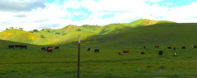 rolling-hills_cows