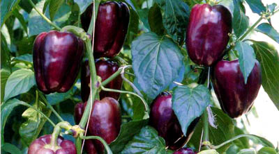 purple bell peppers